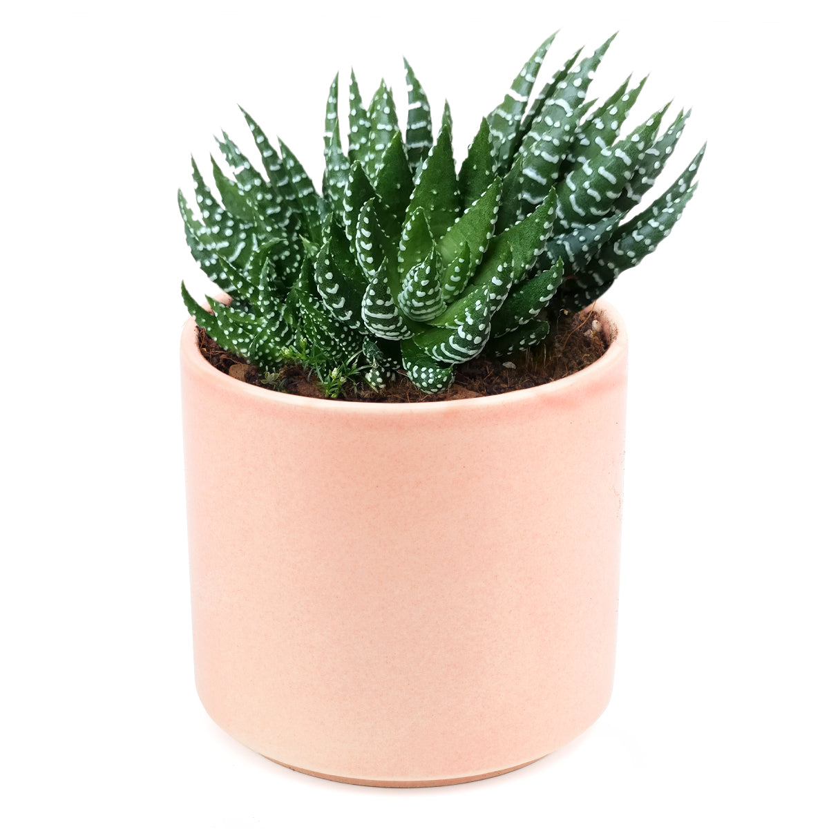 Haworthia Pumila African Pearl - Premium Succulents from Succulents Box - Just $6.75! Shop now at Concordia Style Boutique