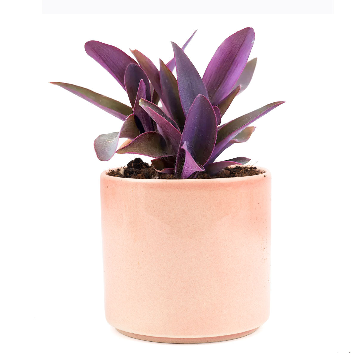 Purple Heart Tradescantia Pallida