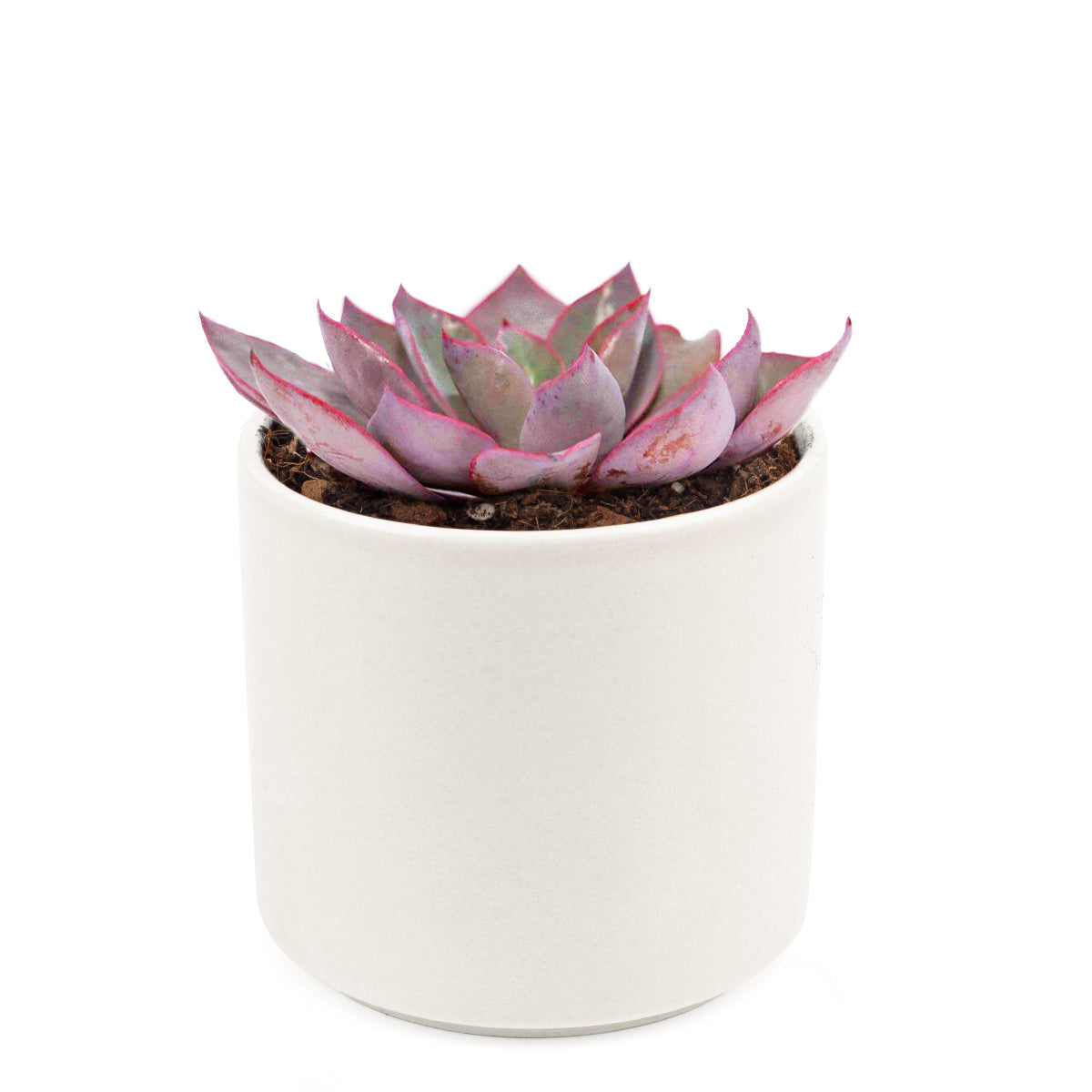 Echeveria Afterglow