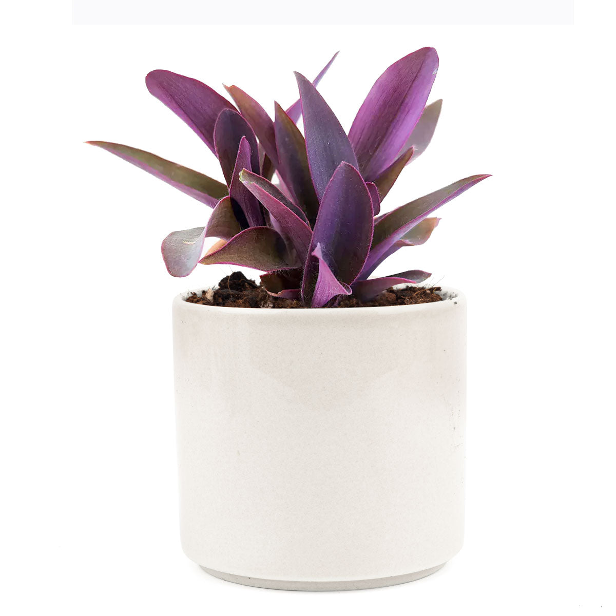 Purple Heart Tradescantia Pallida
