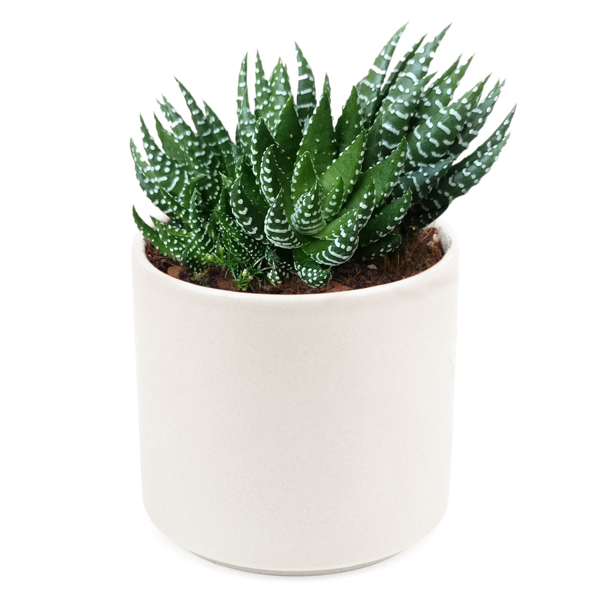 Haworthia Pumila African Pearl - Premium Succulents from Succulents Box - Just $6.75! Shop now at Concordia Style Boutique