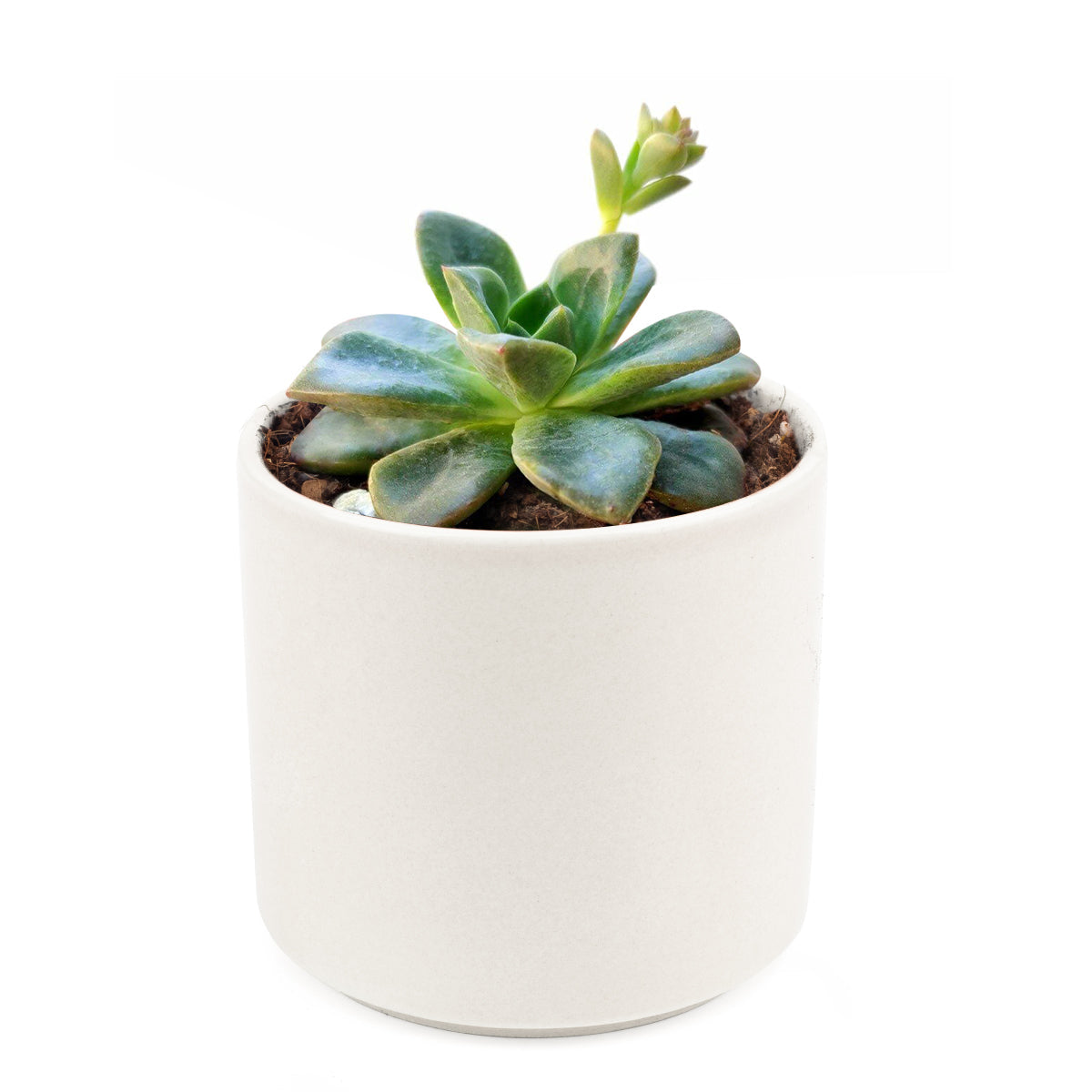 Echeveria Compressicaulis