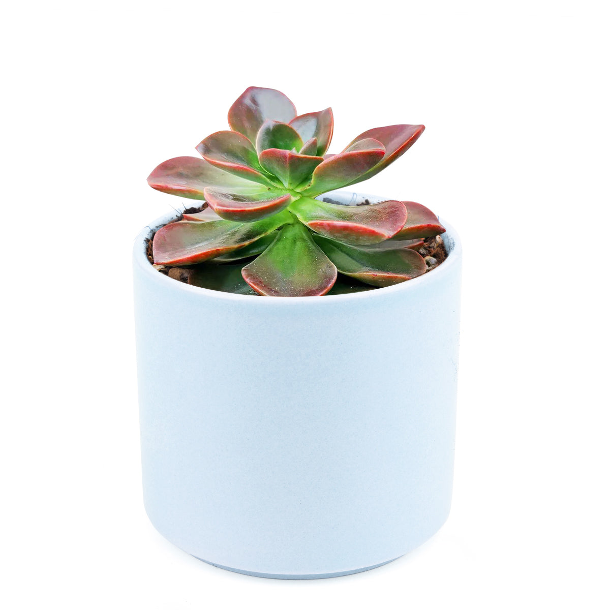 Echeveria Melaco Brown Rose