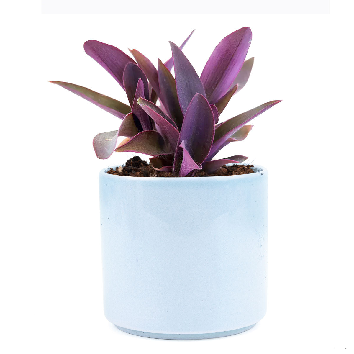 Purple Heart Tradescantia Pallida