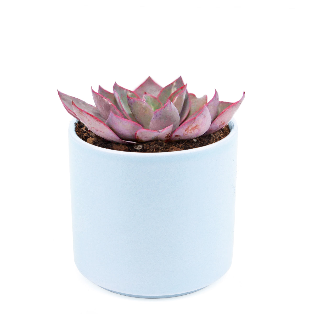 Echeveria Afterglow