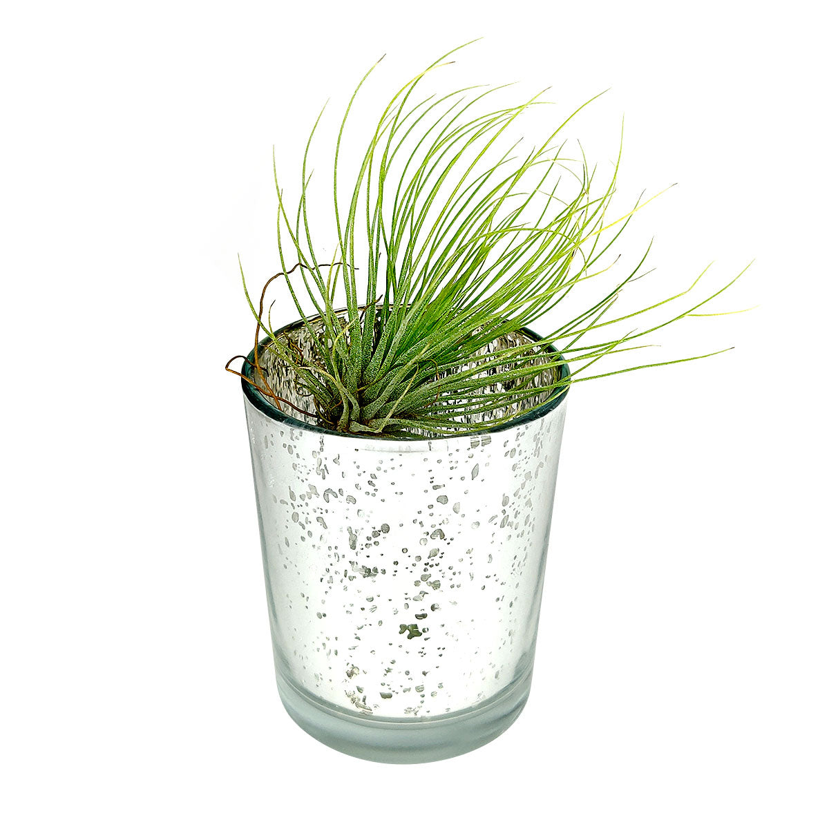 Silver Mini Sparkly Pot for Air Plant