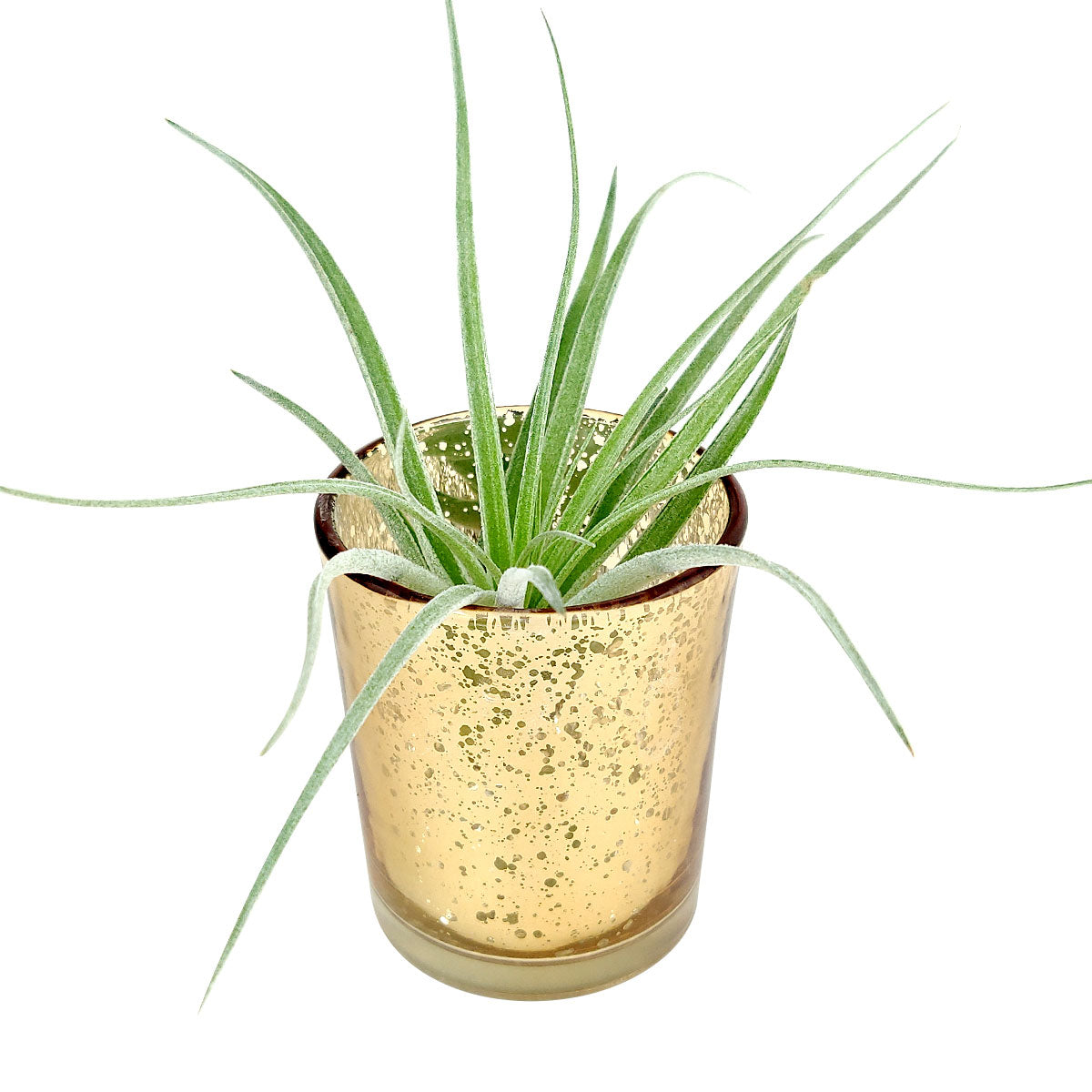 Gold Mini Sparkly Pot for Air Plant
