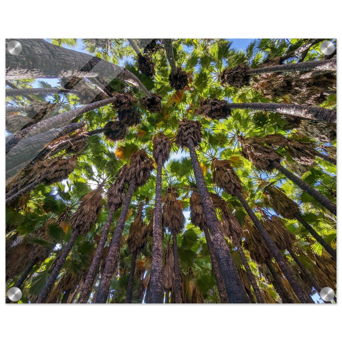 "Under the Canopy: Natural Wonder of Israel" Acrylic Print