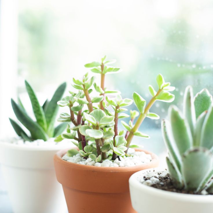 Elephant Bush
