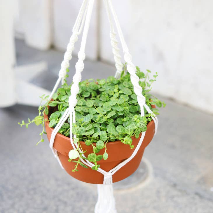 String Of Turtles