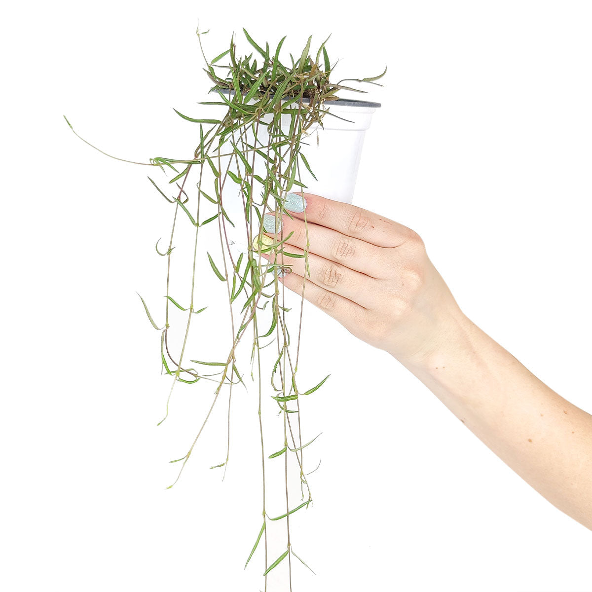 Ceropegia Linearis String of Needles