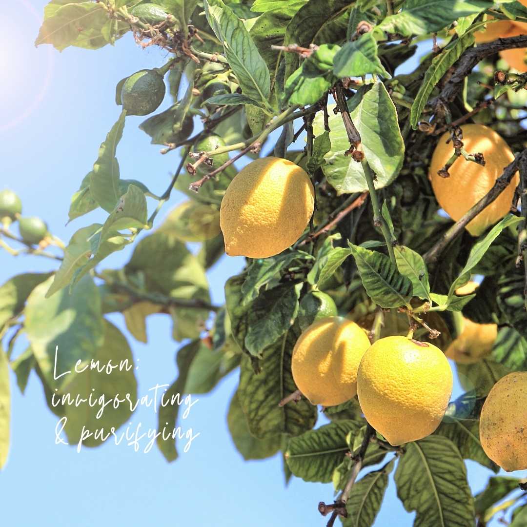 Candle Magnolia Mint Amber Glass: Wild Mint, Orange Blossom, Eucalyptus, Lemon, Mint + Tomato Leaf Scented
