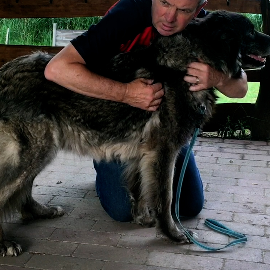 Trigger Point Therapy for Dogs (2.5 hrs) - Concordia Style Boutique