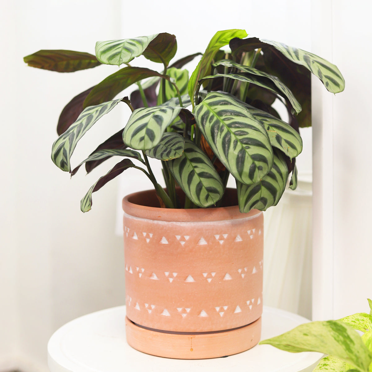 6 inch Cylinder Terracotta Clay Geometric Triangle Pattern Planter