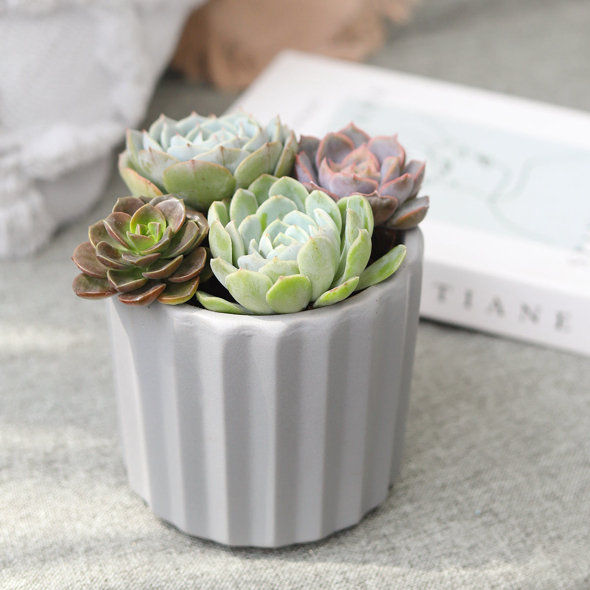 Succulent Arrangement in Grey Ceramic Faux Cement Planter