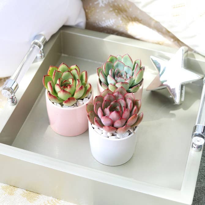 Coral Modern Cylinder Pot