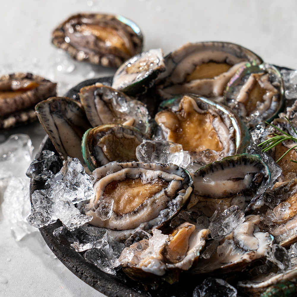 Frozen Abalone Large - Concordia Style Boutique