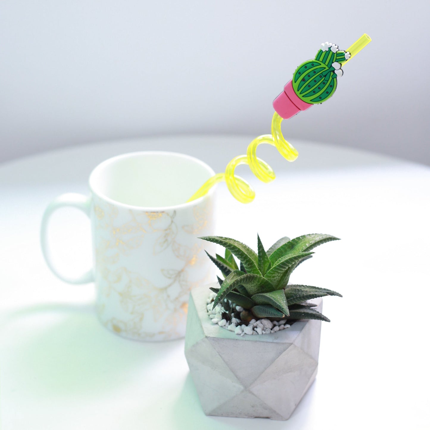 Haworthia Limifolia Twister