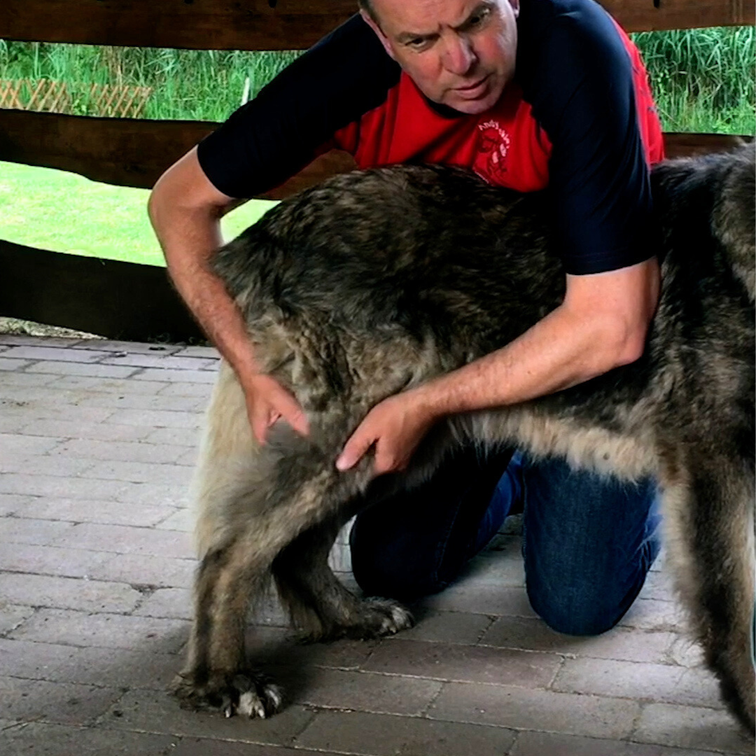 Trigger Point Therapy for Dogs (2.5 hrs) - Concordia Style Boutique