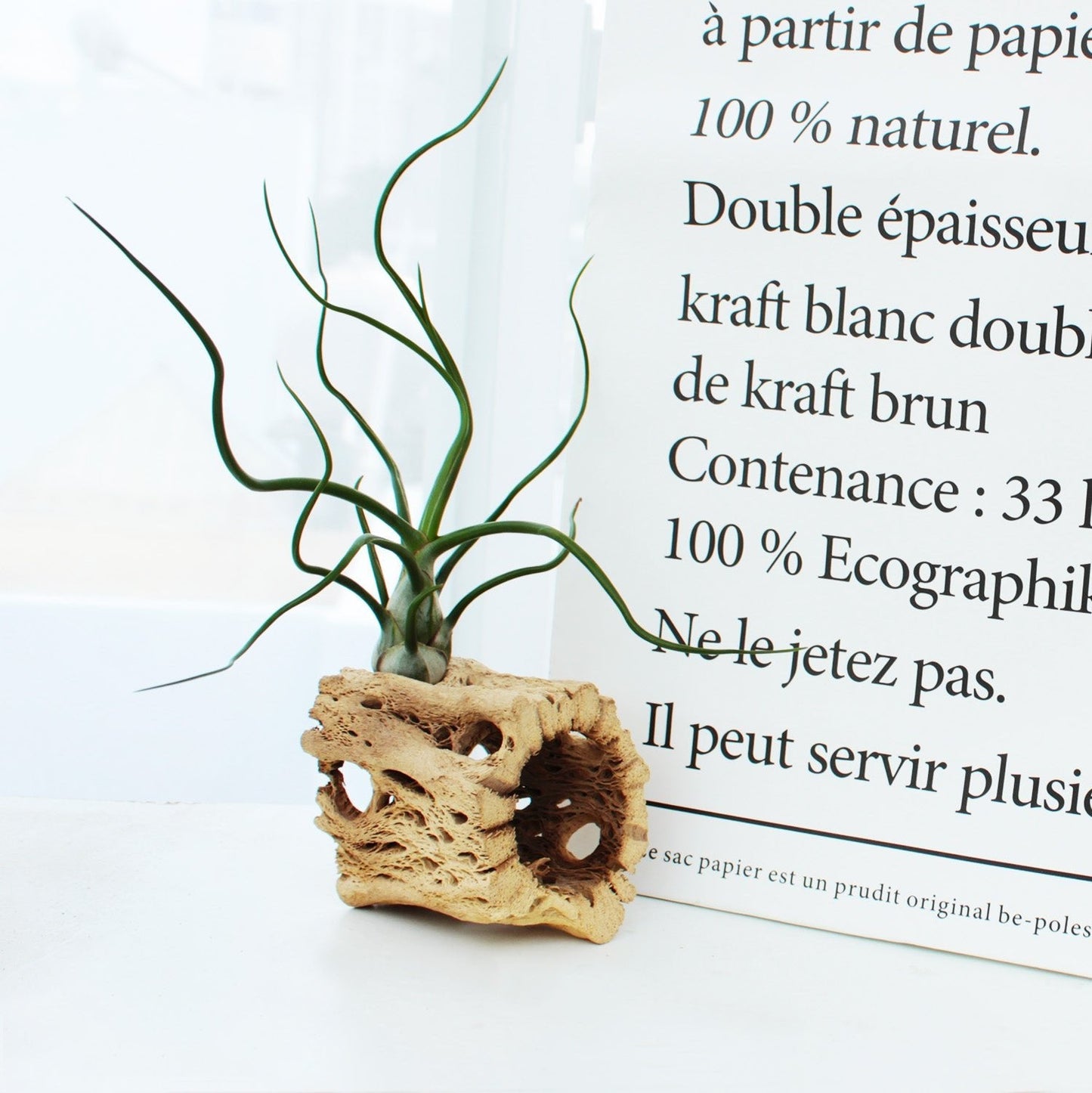 Tillandsia Bulbosa Belize