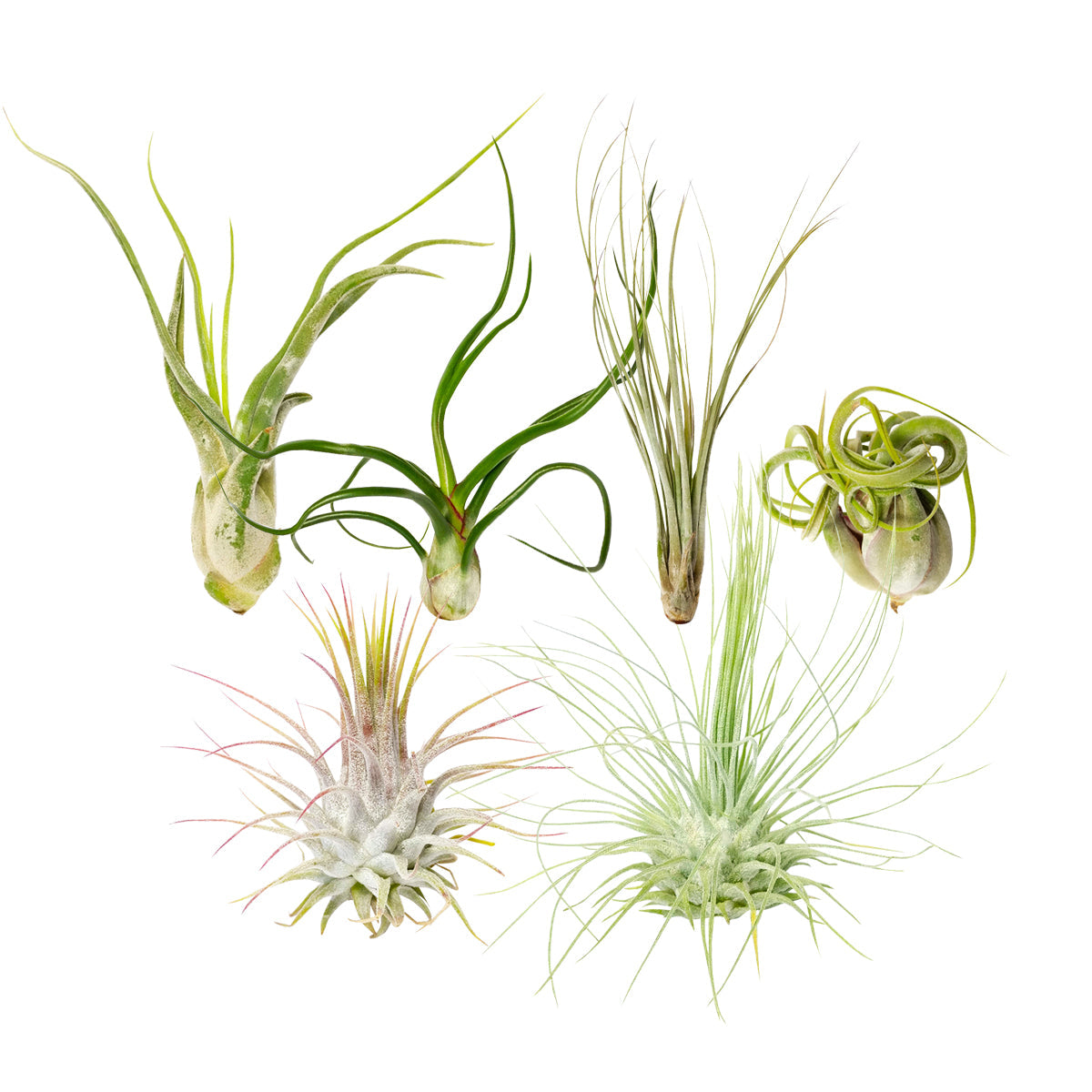 Assorted Collection of Live Air Plants Randomly Picked