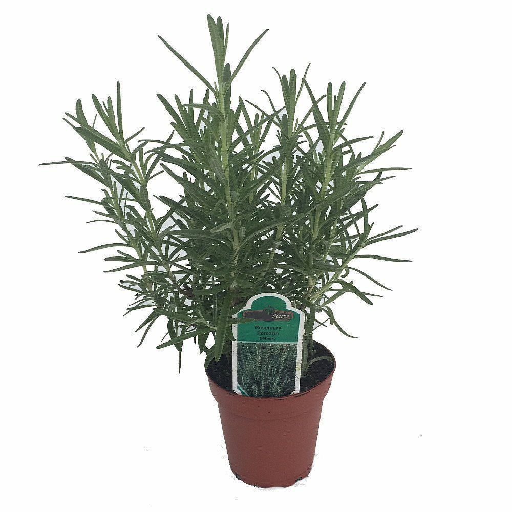 Rosemary Live Plant Arp