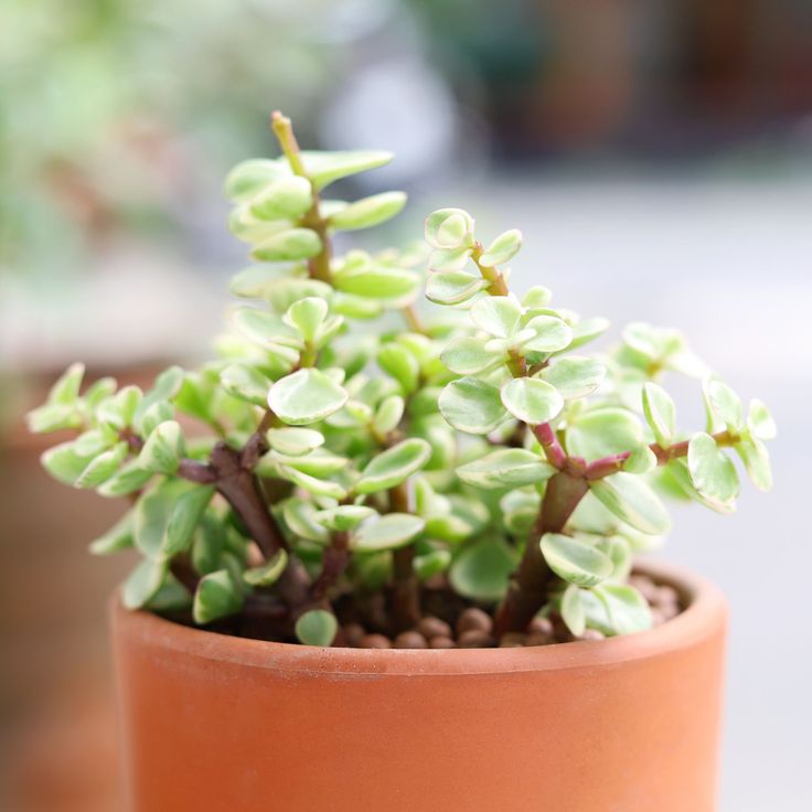 Elephant Bush