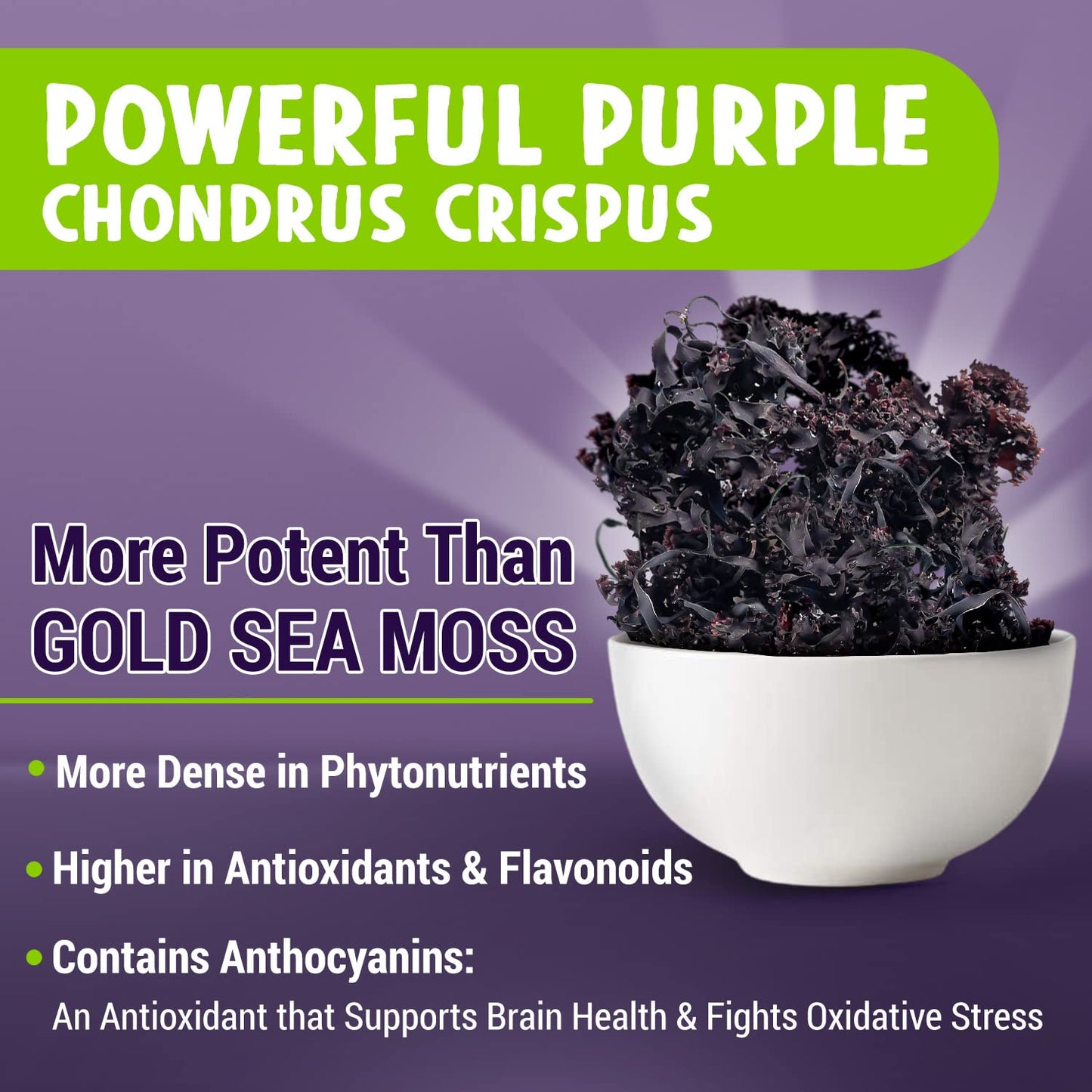 Chondrus Crispus