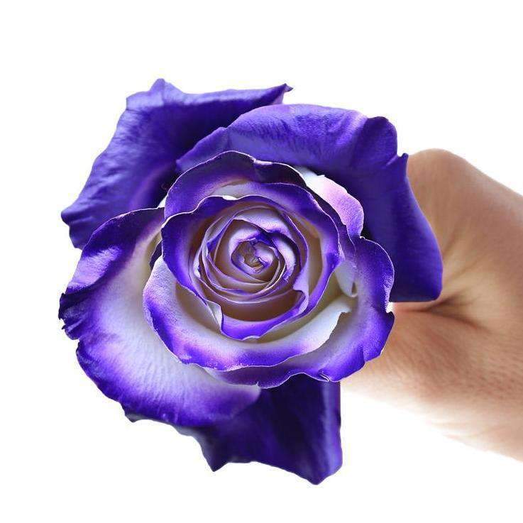 PURPLE VAUGHN