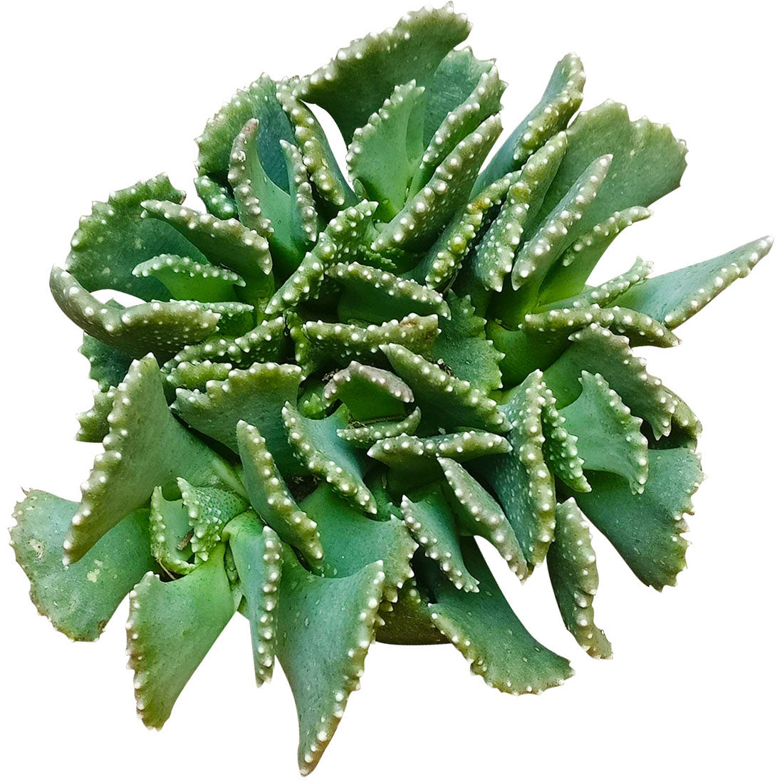 Giant Jewel Plant Succulent Cactus