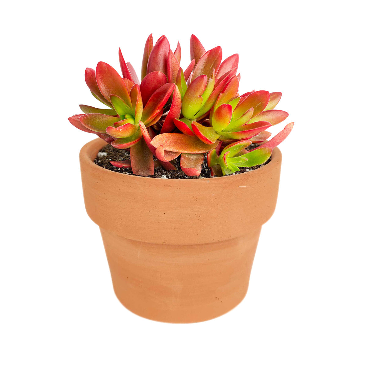 Crassula Campfire Plant - Premium Succulents from Succulents Box - Just $6.75! Shop now at Concordia Style Boutique