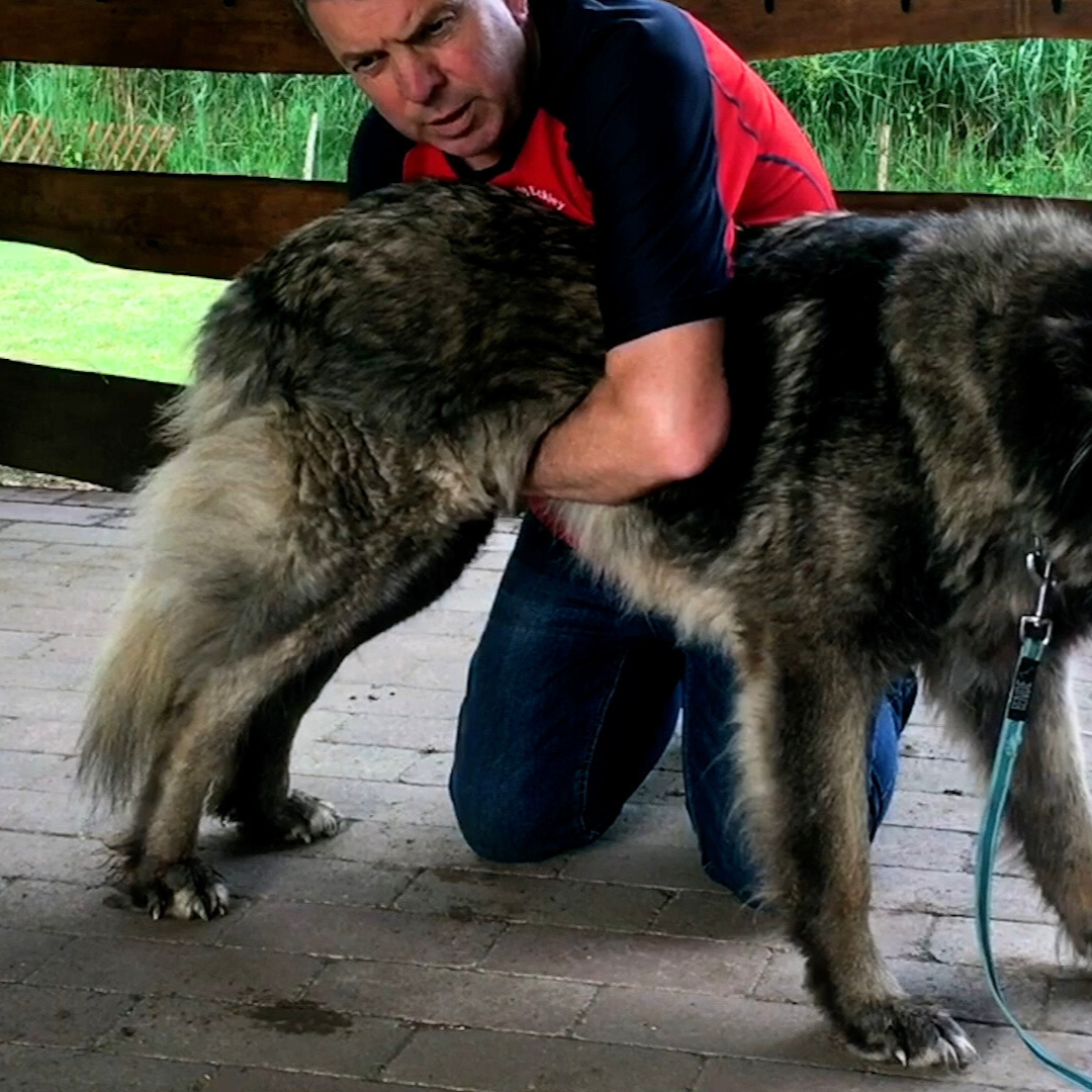 Trigger Point Therapy for Dogs (2.5 hrs) - Concordia Style Boutique