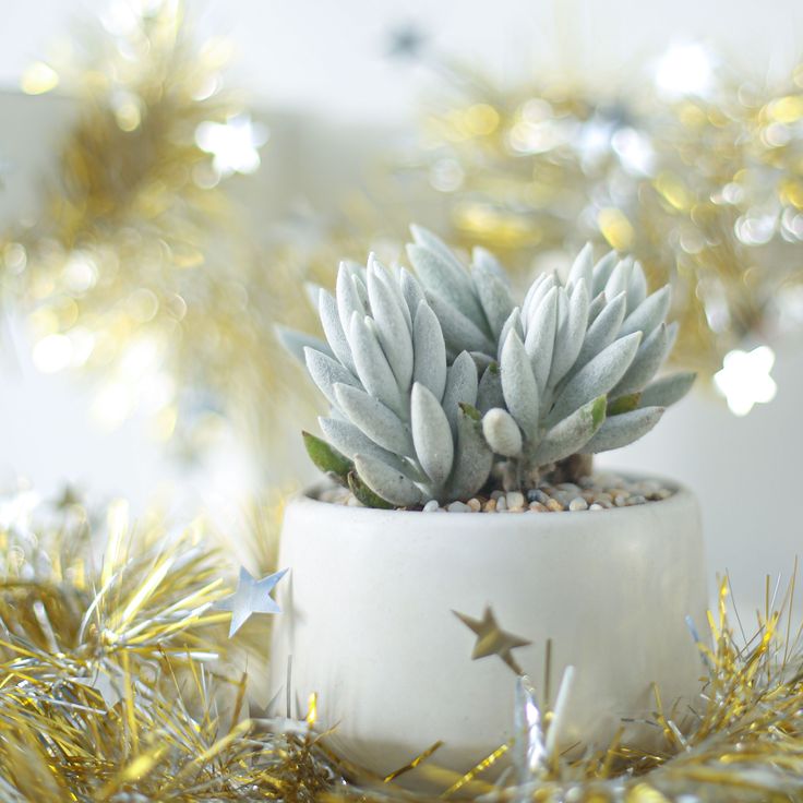 Senecio Cocoon Plant
