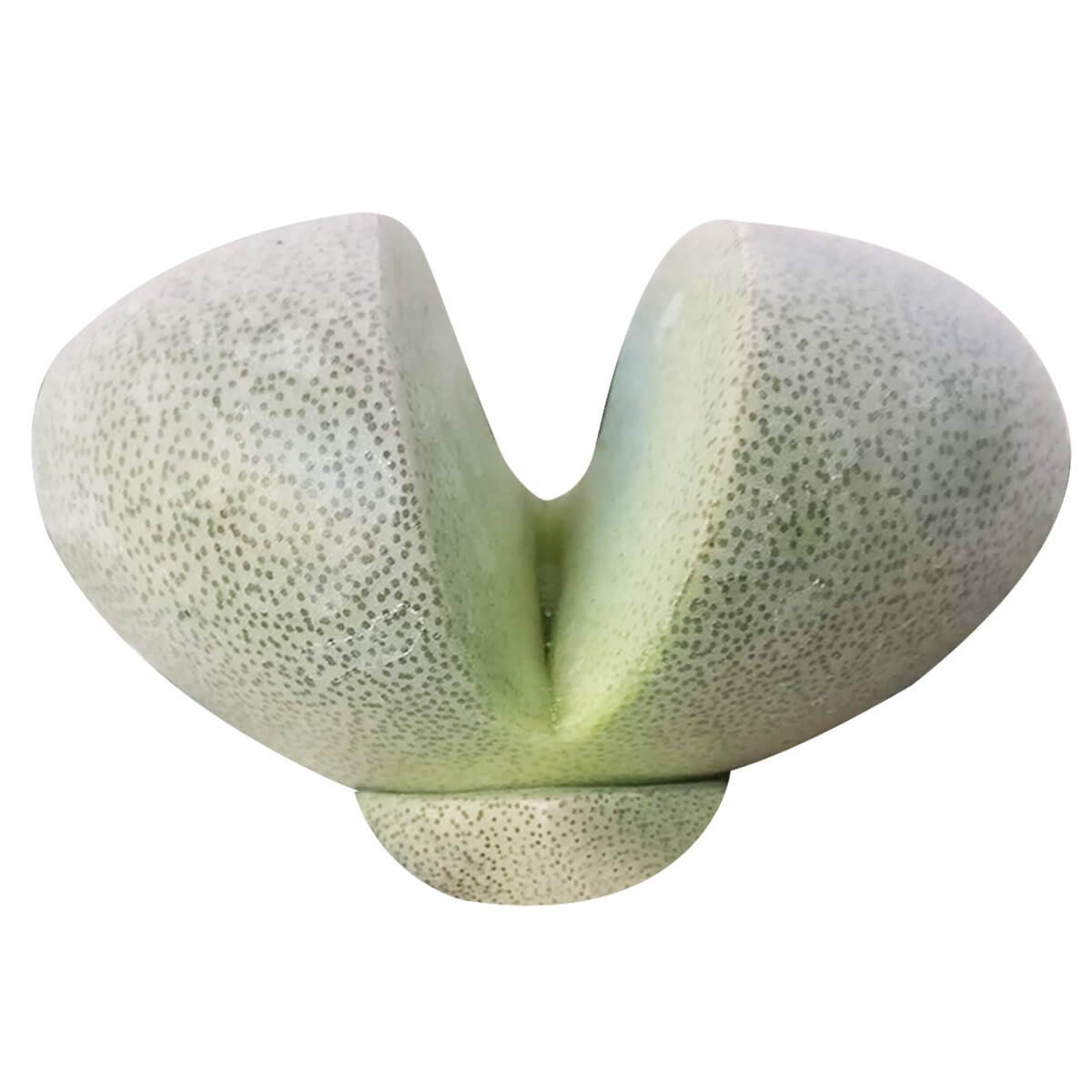 Split Rock Pleiospilos Nelii Cactus
