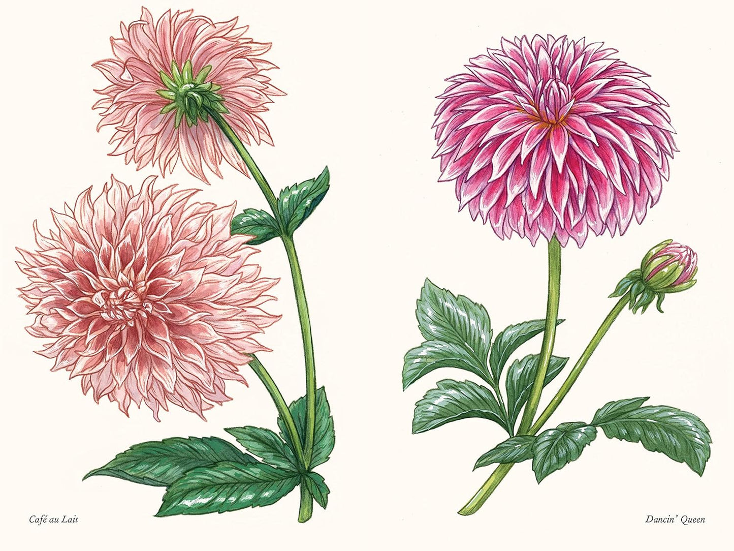 Little Book of Dahlias