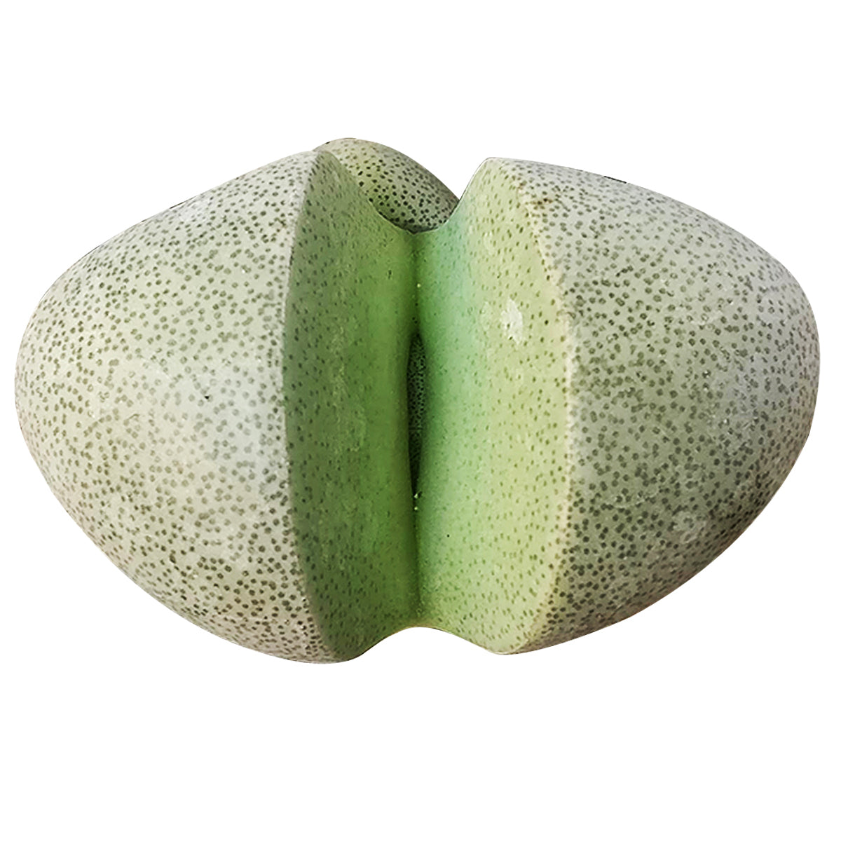 Split Rock Pleiospilos Nelii Cactus