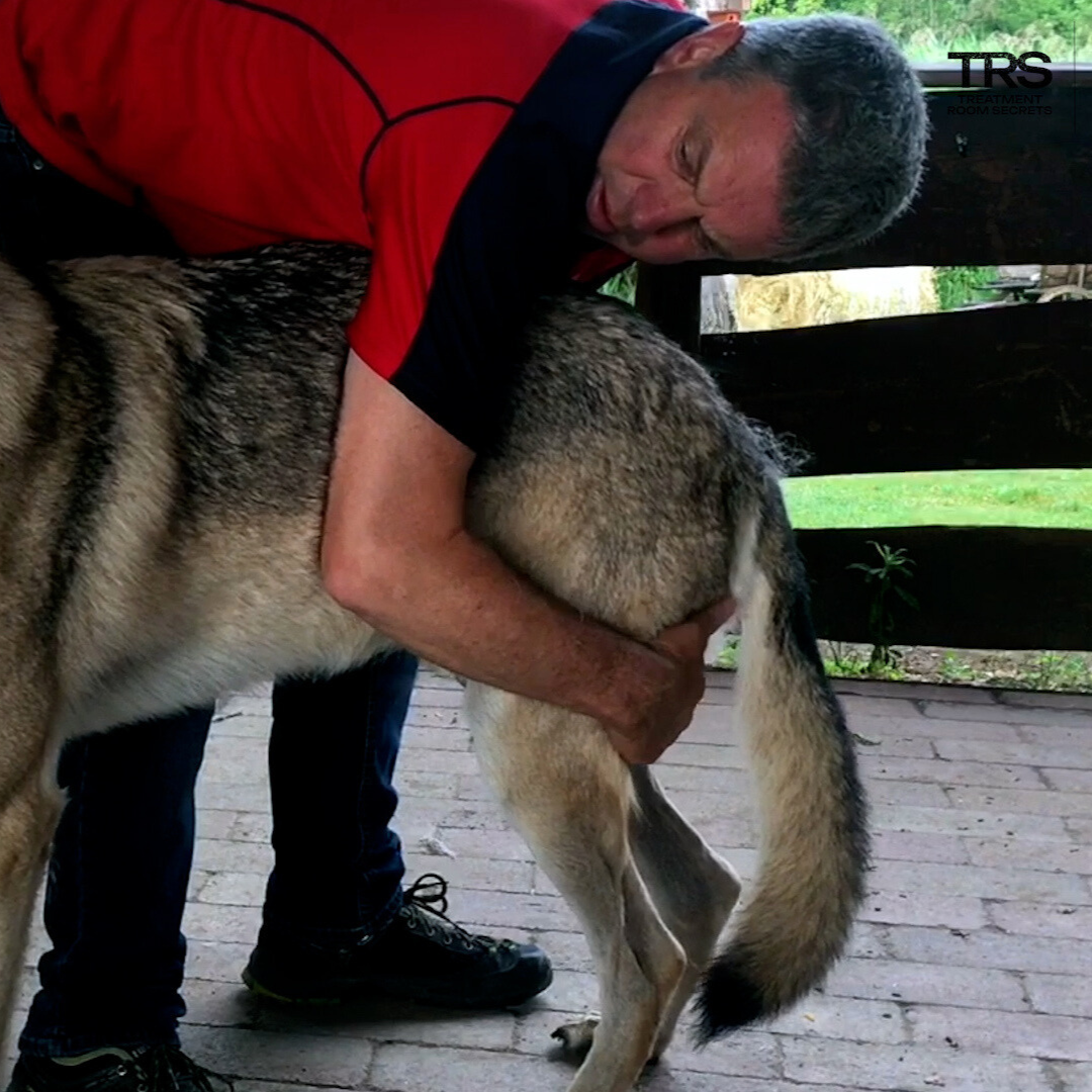 Trigger Point Therapy for Dogs (2.5 hrs) - Concordia Style Boutique
