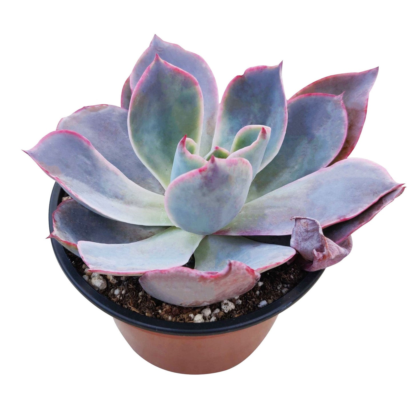 Echeveria Afterglow