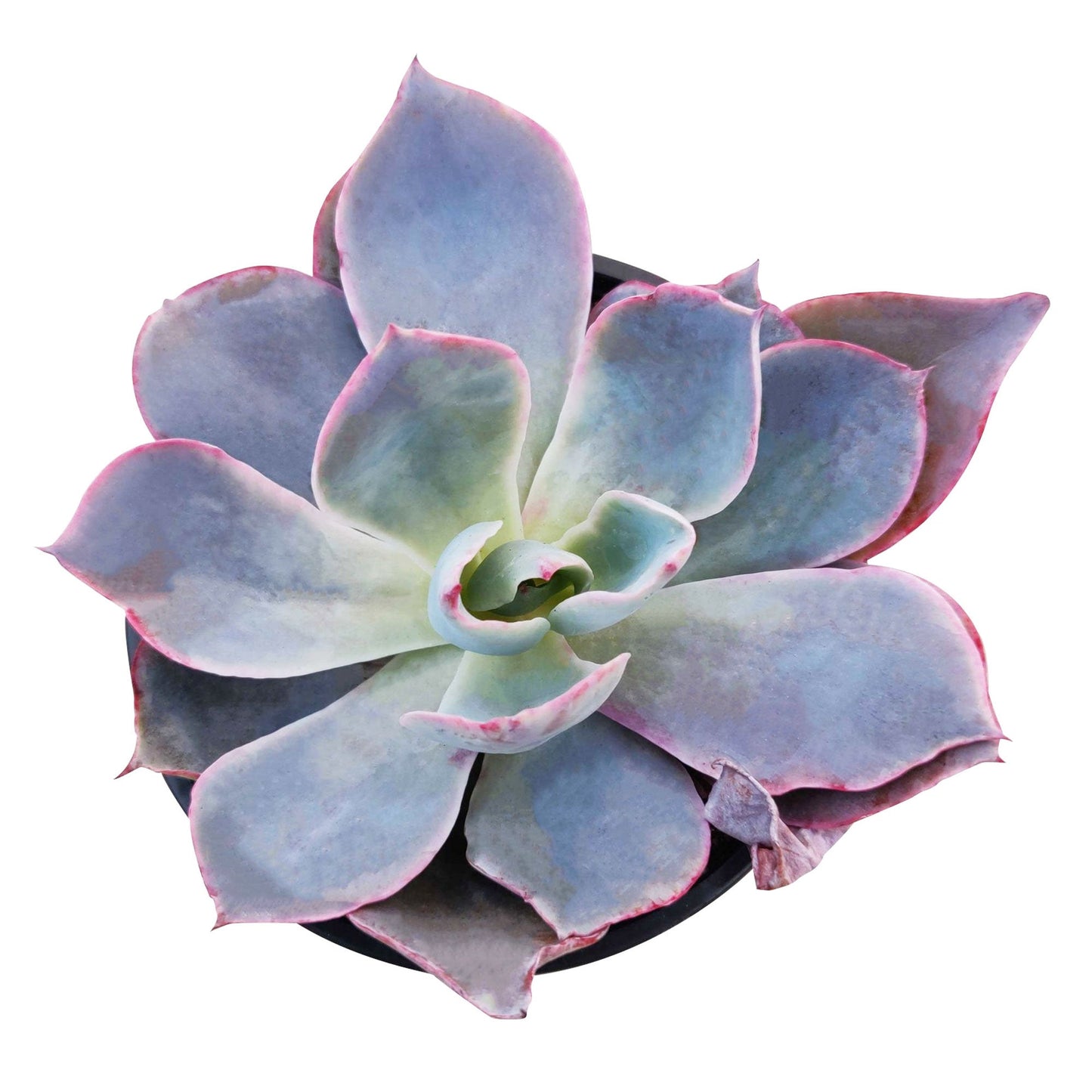 Echeveria Afterglow
