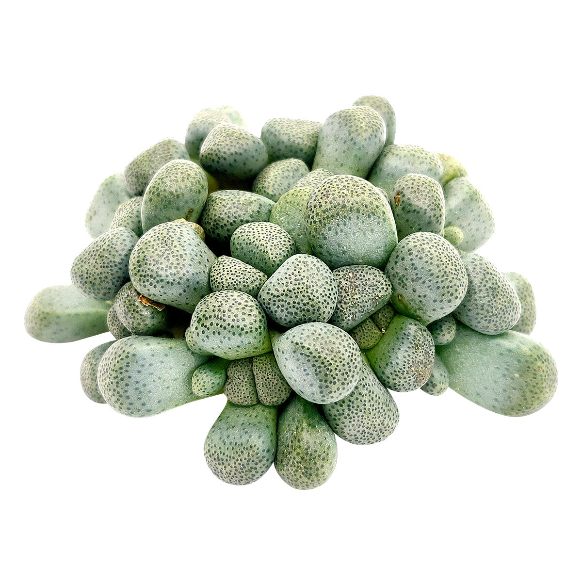 Aloinopsis Schooneesii Cactus