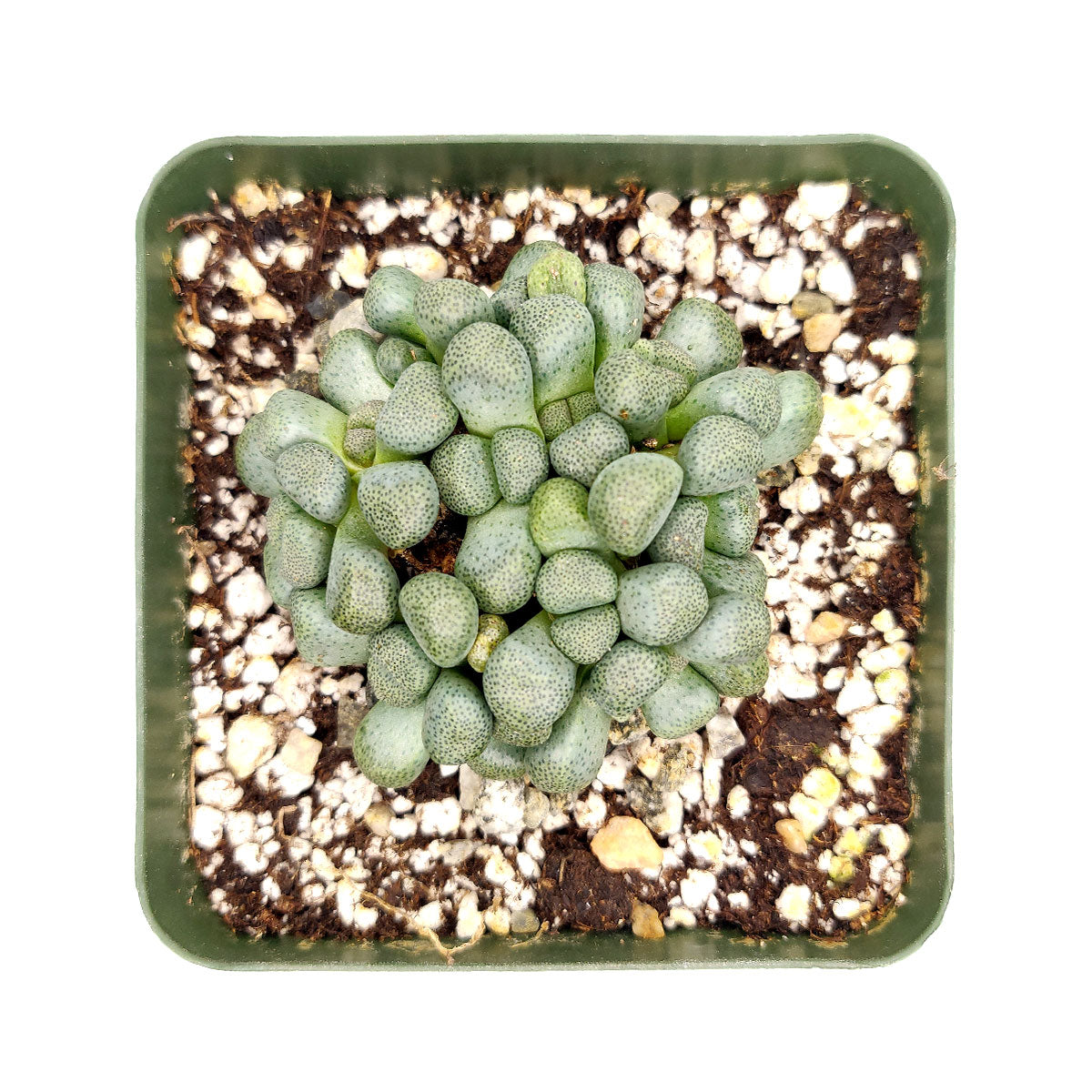 Aloinopsis Schooneesii Cactus