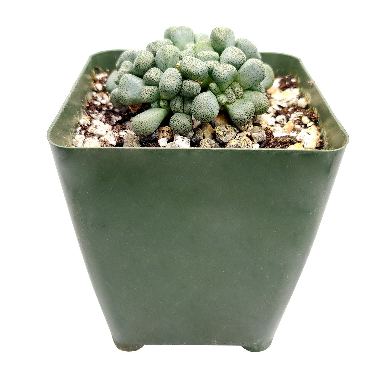 Aloinopsis Schooneesii Cactus