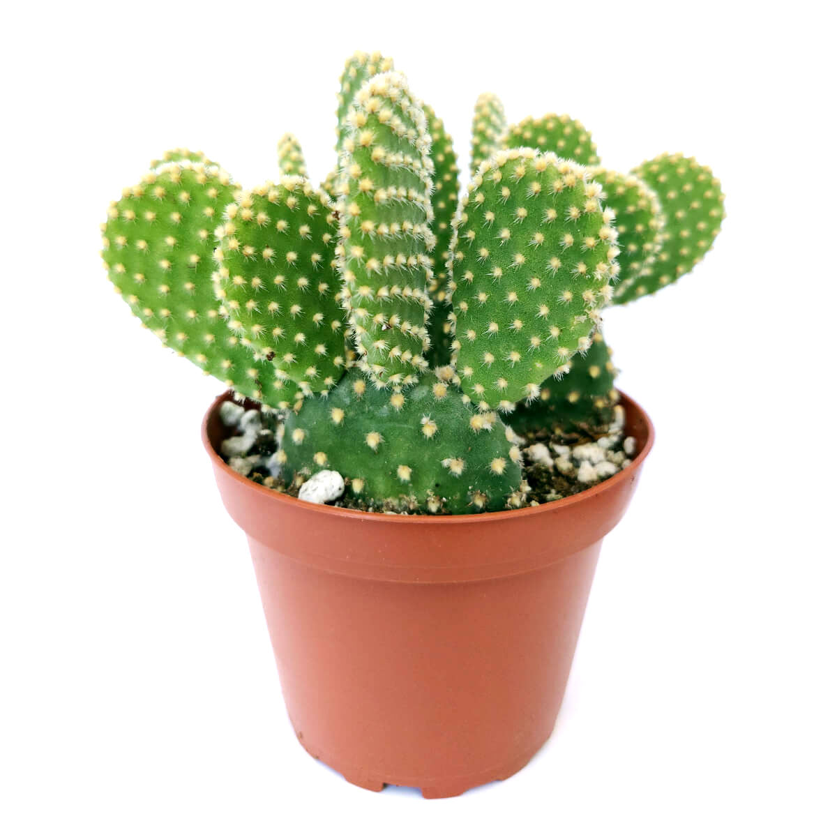 Golden Angel Wing Cactus