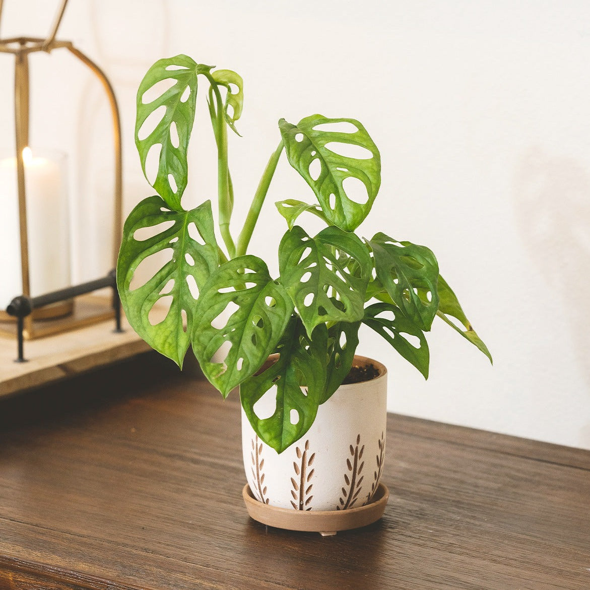 Clay White Vertical Leaf Pattern Pot