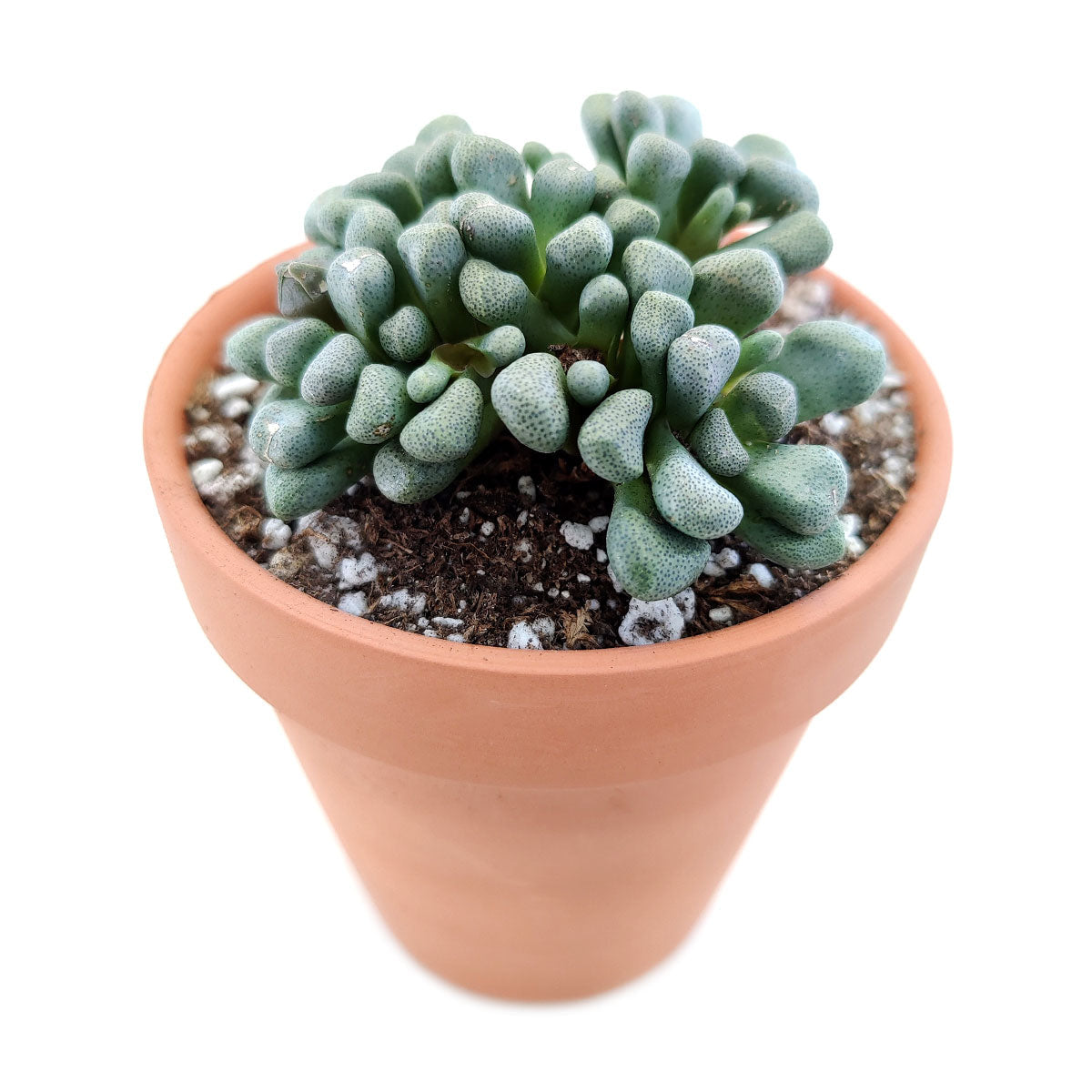 Aloinopsis Schooneesii Cactus