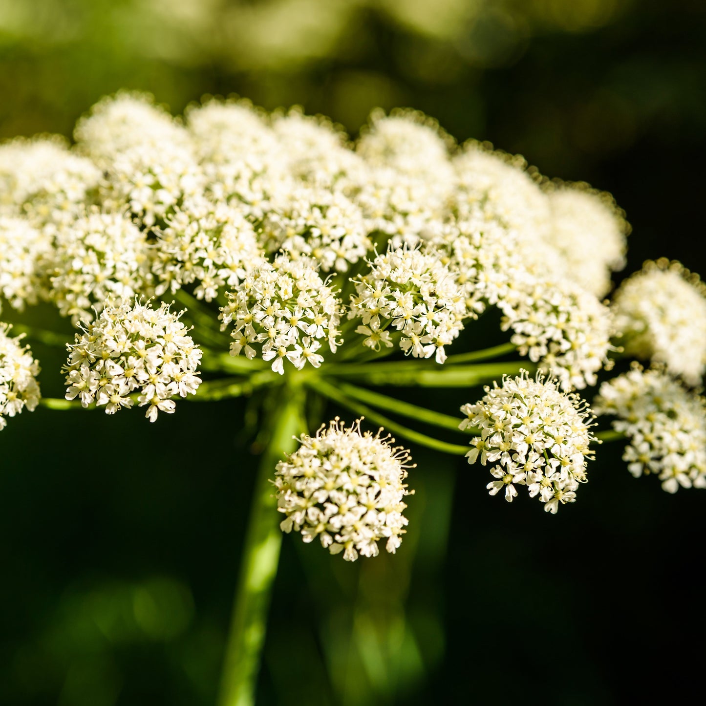 Angelica Essential Oil