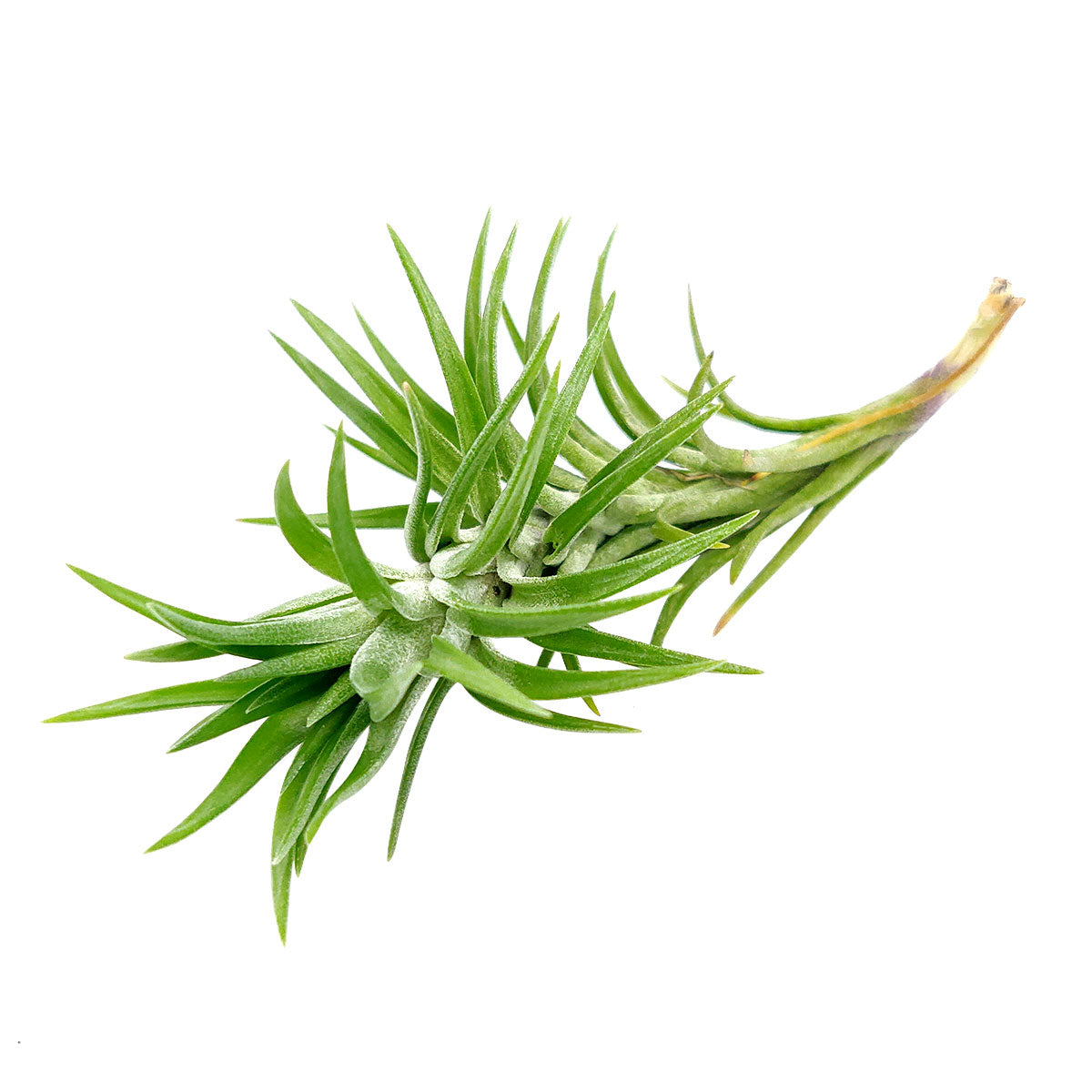 Tillandsia Araujei