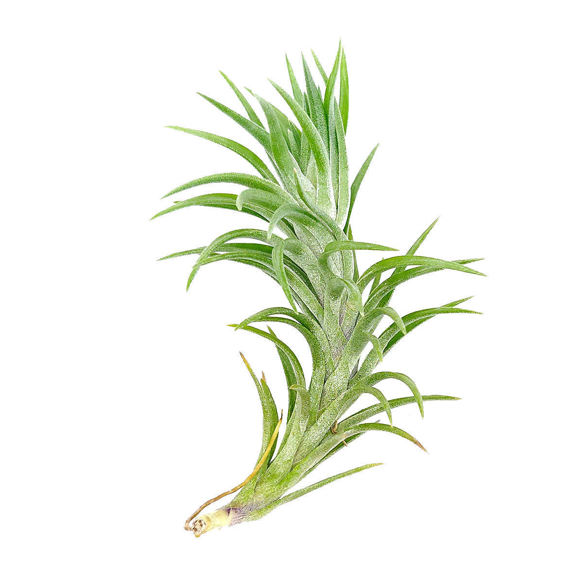 Tillandsia Araujei