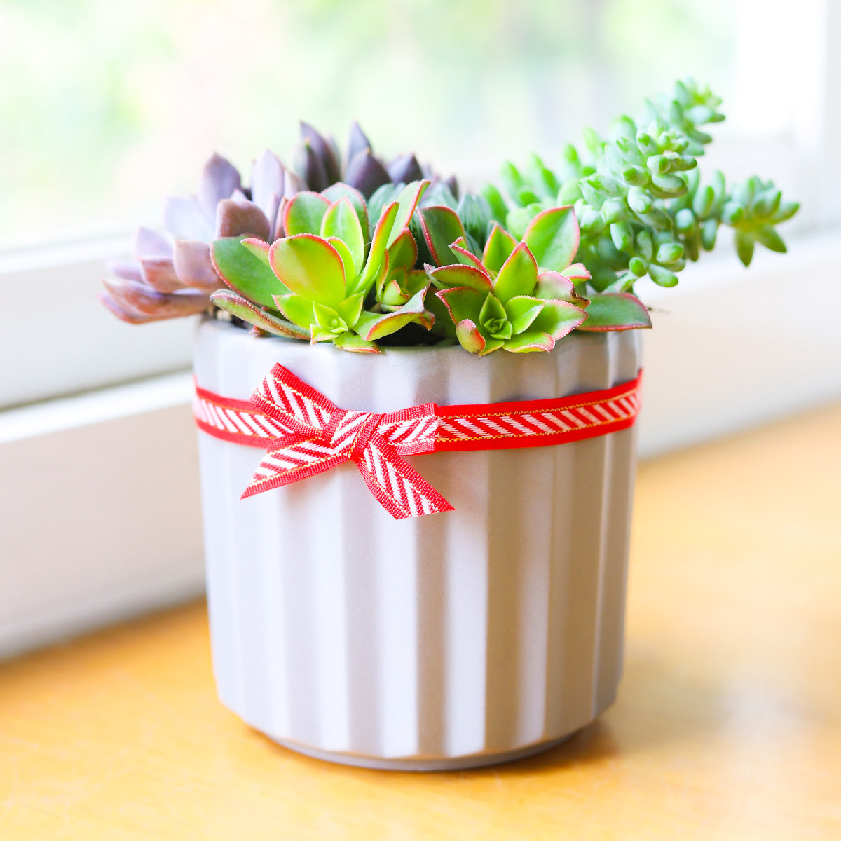 Succulent Arrangement in Grey Ceramic Faux Cement Planter