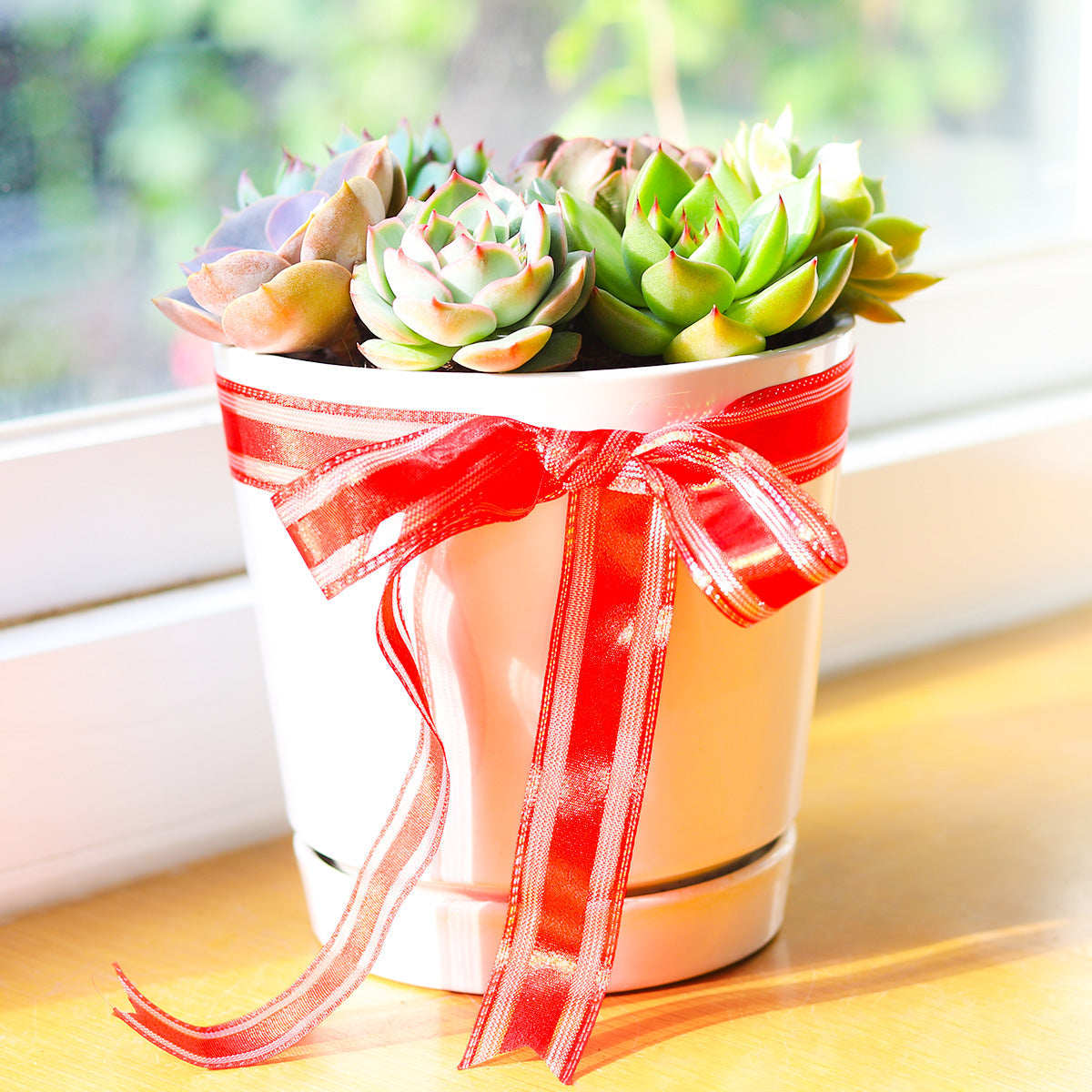 Succulent Arrangement in White Minimalist Planter